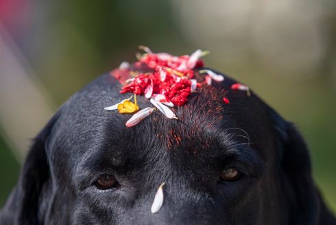 ARMY DOG: An adorned dog of the Nepalese Army during dog worship day, as part of the Tihar festival in Kathmandu, Nepal on November 3rd. The Tihar festival is the second major festival for Nepalese Hindus and this year is held for five days, begining on November 3rd. During the festival people worship crows, considered to be messengers of human beings; cows, considered as incarnations of lord Laxmi (the god of wealth); and dogs, repaying the love towards man's 'best friend'. Photograph: Narendra Shresthra/EPA

