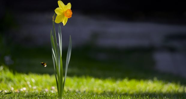 The charity had to cancel its major annual fundraiser, Daffodil Day, due to the Covid-19 pandemic in 2019. Photograph iStock