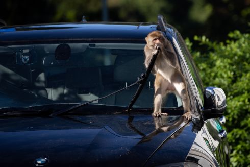 MONKEY MAGIC: A macaque bites on a windshield wiper in a car park in Hong Kong, China. The total population of wild monkeys in Hong Kong is about 1,800, distributed in 30 social troops, according to the Agriculture, Fisheries and Conservation Department. Photograph: Jerome Favre/EPA
