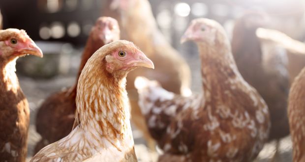 The proposed chicken farm was designed to house 12,000 laying hens with access to an open range. Photograph: iStock 