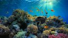 Coral Vita is focused on created high-tech coral farms that incorporate breakthrough methods to restore reefs. Photograph: iStock 