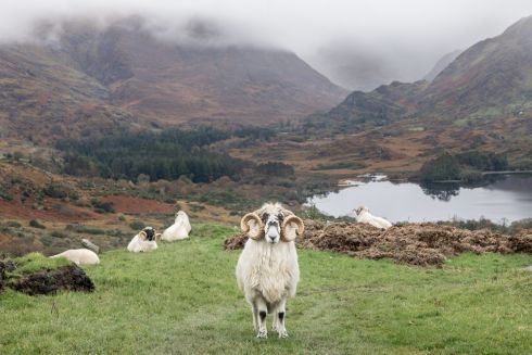 KEEPING WATCH: Scottish rams on the Healy Pass, Co Kerry. Photograph: David Creedon
