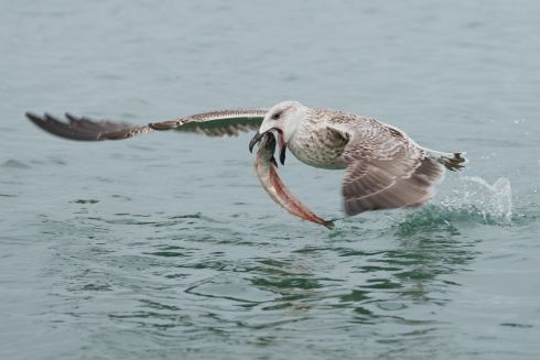 FLYING FISH: A seagull makes off with a fish from a trawler at Loughshinny Harbour in Co Dublin. Photograph: Fran Veale 
