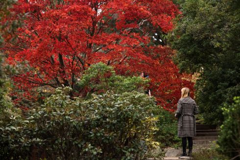 PEACEFUL WALK: A woman strolls through the Botanic Gardens in Dublin. Photograph:  Laura Hutton
