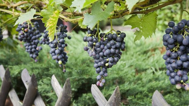 Late November, early December is an excellent time of the year to plant grape vines as well as to prune established vines