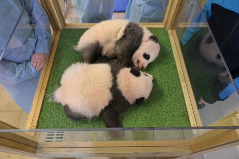 NEWBORNS: Panda cub twins, Yuandudu and Huanlili, at Beauval Zoo, France. Footballer Kylian Mbappé and diver Zhang Jiaqi are godparents to the panda cubs. Photograph: Guillaume Souvant/AFP/Getty
