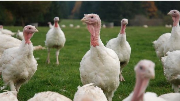 Photo of Des cas de grippe aviaire détectés dans un troupeau de Romy Monaghan