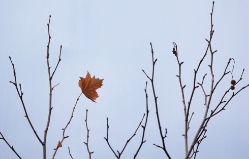 LEAF OF ABSENCE: A lone autumn leaf clings on, on Dawson Street, Dublin. Photograph: Nick Bradshaw/The Irish Times
