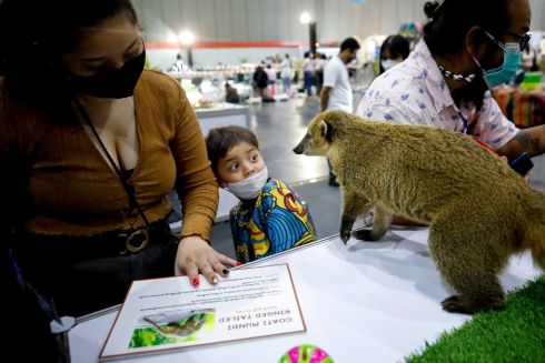 PET PEEVE: A boy reacts as a ring-tailed coati approaches him at Pet Expo Thailand 2021 in Bangkok. Photograph: Diego Azubel/EPA