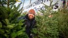Colm Crowley says his pot-grown trees, which are rented out for €40 a year, are a very sustainable way to celebrate Christmas. Photograph: Michael Mac Sweeney/Provision