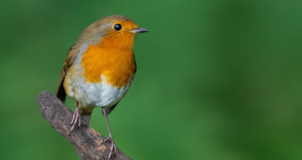 Robins were the most common bird spotted in last year’s survey, recorded in just shy of all gardens taking part. Photograph: iStock