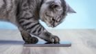 Domestic Cat, Mobile Phone, Cat’s Toy, Playing, Blogging
