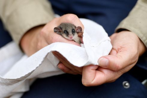 HELLO WORLD: Australian Wildlife Conservancy ecologist Viyanna Leo examines an eastern pygmy possum at the North Head Sanctuary in Manly, Australia. About 200 biodegradable habitat pods will be field tested at North Head, which is the site of an ambitious mammal reintroduction programme run by Australian Wildlife Conservancy. Photograph: Dan Himbrechts/EPA