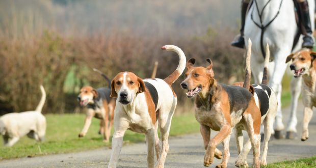 The Bill to ban hunting with dogs in Northern Ireland has received widespread support. Photograph: iStock