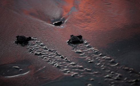THE TURTLE TRAIL: Paslama (Lepidochelys olivacea) hatchlings, also known as Lora, make their way to the sea at La Flor Wildlife Refuge at San Juan del Sur, Nicaragua, during the turtle nesting season. Photograph: Oswaldo Rivas/AFP/Getty
