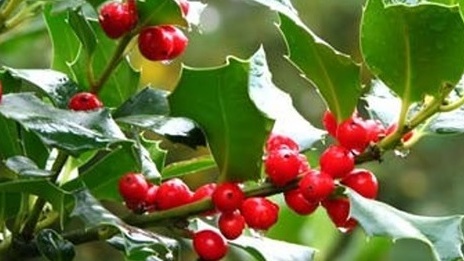 Holly: was one of the few leafy things in the surrounding deciduous forests.