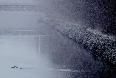 WEATHER FOR DUCKS: Ducks cross the Teltow canal during a frosty morning in Berlin, Germany. Photograph: Filip Singer/EPA

