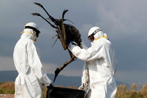 BIRD FLU: The remains of a dead crane are bagged at the Hula Lake conservation area, north of the Sea of Galilee, northern Israel. Bird flu has killed thousands of migratory cranes and threatens other animals in the area, amid what authorities say is the deadliest wildlife disaster in the nation's history. Photograph: Ariel Schalit/AP Photo