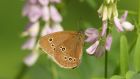 A ringlet butterfly pollinating a wildflower. Photograph: Getty