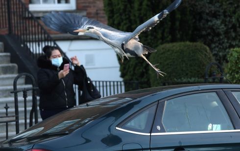 TAKE OFF: A heron takes flight from a car roof along the Grand Canal in Dublin. Photograph: Dara Mac Dónaill/The Irish Times
