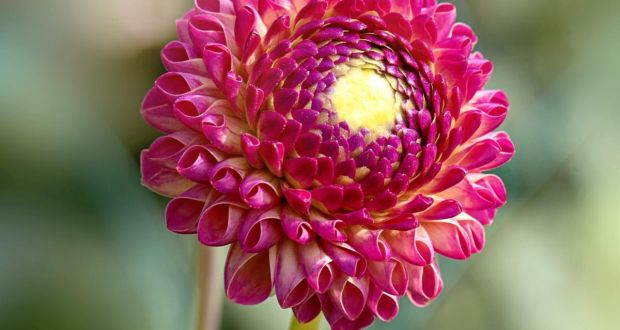 The beautiful dahlia ‘Burlesca’ is well suited to our cool, damp summers. Photograph: Getty Images
