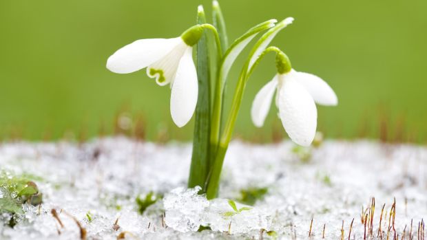 Snowdrops in Ireland. Photograph: Getty Images