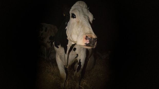 Cow is sad. But it is not sad in the way Charlotte’s Web is sad