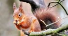 The red squirrel has disappeared from many forests as a result of competition and disease spread by the greys. Photograph: Joe Kilroy 