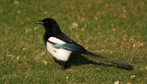 Magpie – does it sleep in a tree?