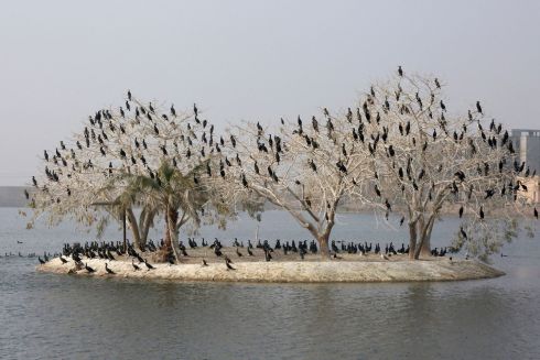 MIGRATION: Migratory birds on a tree in a lake in front of one of the palaces of Iraq's late deposed president, Saddam Hussein, near Baghdad airport as flocks of birds fly over Iraq in winter as they search for warmer territories. Photograph: Sabah Arar via Getty Images