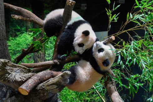 TWINS: Japanese-born twin pandas Xiao Xiao (top) and Lei Lei at Ueno Zoo in Tokyo where they made their first public appearance Wednesday before their devoted fans but only briefly - just for three days for now - due to the upsurge of the highly transmissible coronavirus variant.  Photograph: Tokyo Zoological Park Society via AP
