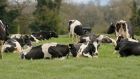 “Increases in herd sizes on dairy farms are undermining any gains from more efficient and sustainable farming practices,” Social Justice Ireland argued in its submission to the committee. Photograph: Alan Betson / The Irish Times