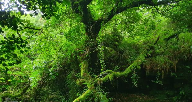 Nowadays, you are likely to only find small patches of these woodlands scattered in overlooked corners, yet they were once widespread. Photograph: Ray Ó Foghlú  