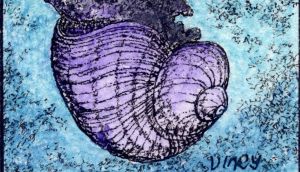 Janthina sea snail. Illustration: Michael Viney