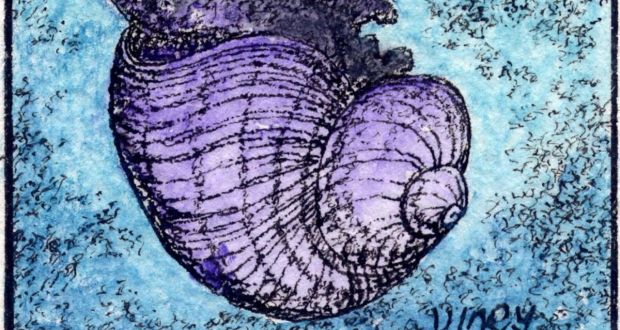 Janthina sea snail. Illustration: Michael Viney