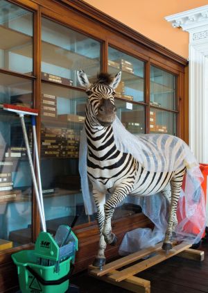 Karl Grimes, The Landing (Zebra Acquisition), Natural History Museum, 2007, from the exhibition, Dignified Kings Play Chess On Fine Green Silk
