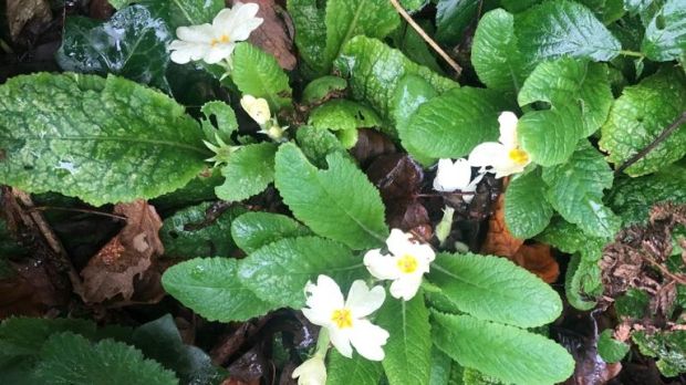 M Maloney spotted these very early-flowering primroses in north Co Dublin.