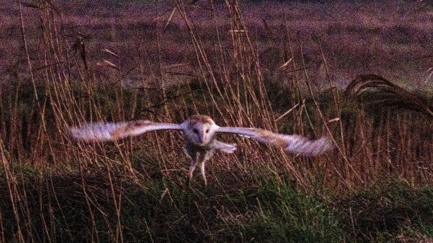 John Glynn’s photo of a barn owl hunting in west Clare.
