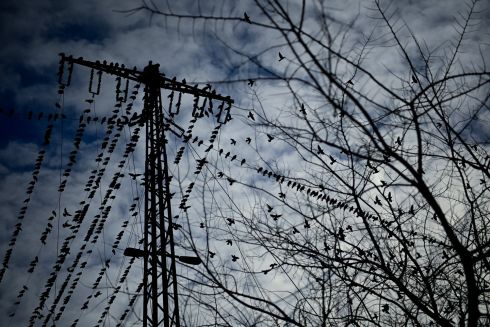 FLOCK TOGETHER: Birds perch on an overhead power line in Debrecen, Hungary. Photograph: Zsolt Czegledi/EPA