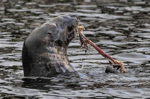 BON APPÉTIT: A seal eating fish in the river Liffey at Islandbridge in Dublin. Photograph: Marc O'Sullivan