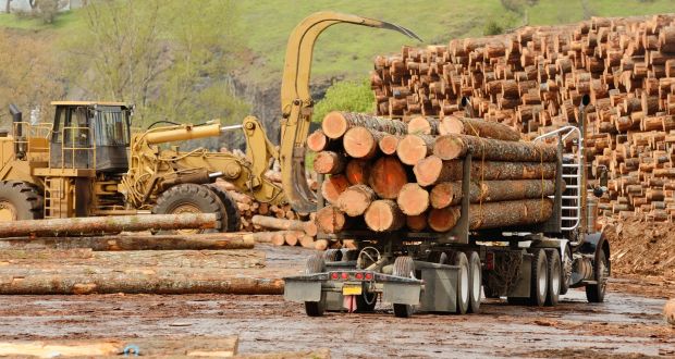 Delays in issuing licences needed to plant, cut and transport trees have been squeezing the Republic’s timber industry for three years