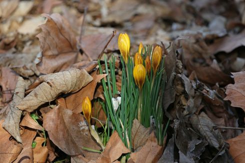 SPRING IN THE AIR: Bulbs emerging from the weathered leaves at St Stephen’s Green in Dublin. Photograph: Nick Bradshaw