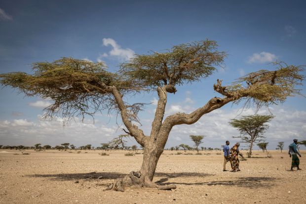 This drought will become its worst since the early 1980s if it suffers its fourth consecutive poor rainy season this spring. Photograph: Ed Ram/Concern Worldwide