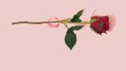 If roses don’t inspire you on Valentine’s Day, maybe a Valentine-inspired lipstick will do the trick. Photograph: iStock