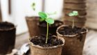 Rather than buying expensive trays of young transplants from garden centres, raise your own plants from seed. Photograph: Getty Images