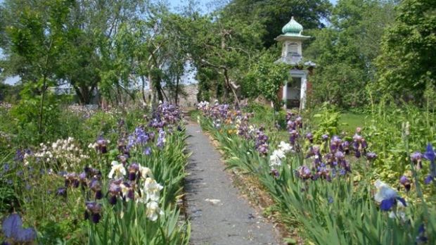 Angela Jupe's gift: Iris border at Bellefield House, Shinrone, Co Offaly.