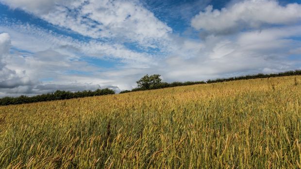 A field of wheat in Co. Monaghan. Photograph: James Forde