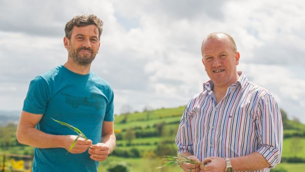 Fintan and Turlough Keenan are brothers, farmers, entrepreneurs and wheat specialists. Photograph: Claire-Jeanne Nash
