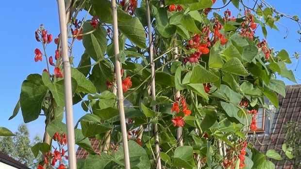 Scarlet runner bean plants climbing up bamboo supports. These grow fast and like a sunny, sheltered wall or fence.