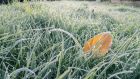 Frost will have significant impact on young crops that have just been planted, Met Éireann forecaster Emer Flood has warned. Photograph: iStock